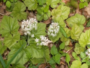 Picture of Foamflower (Tiarella cordifolia)