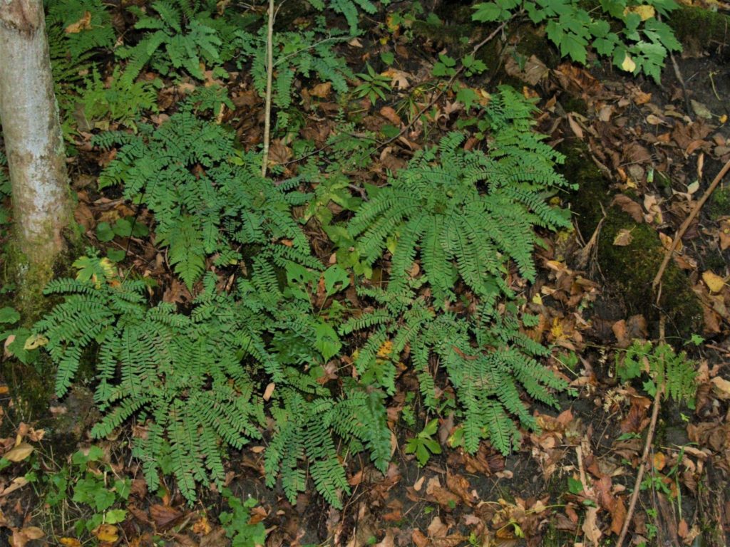 Northern Maidenhair fern (Adiantum pedatum)