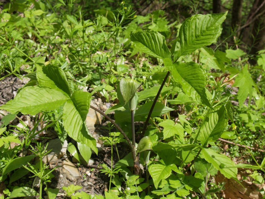Jack-in-the-Pulpit (Arisaema triphyllum) in flower