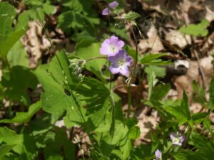 Picture of Wild Geranium (Geranium maculatum)