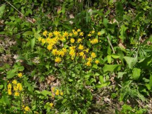 Picture of Golden Ragwort (Senecio aureus)