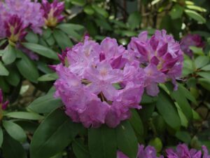 Picture of Rosebay Rhododendron (Rhododendron maximum)