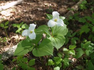 Picture of Large-flowered Trillium (Trillium grandiflorum) in the McMullen House Gardens