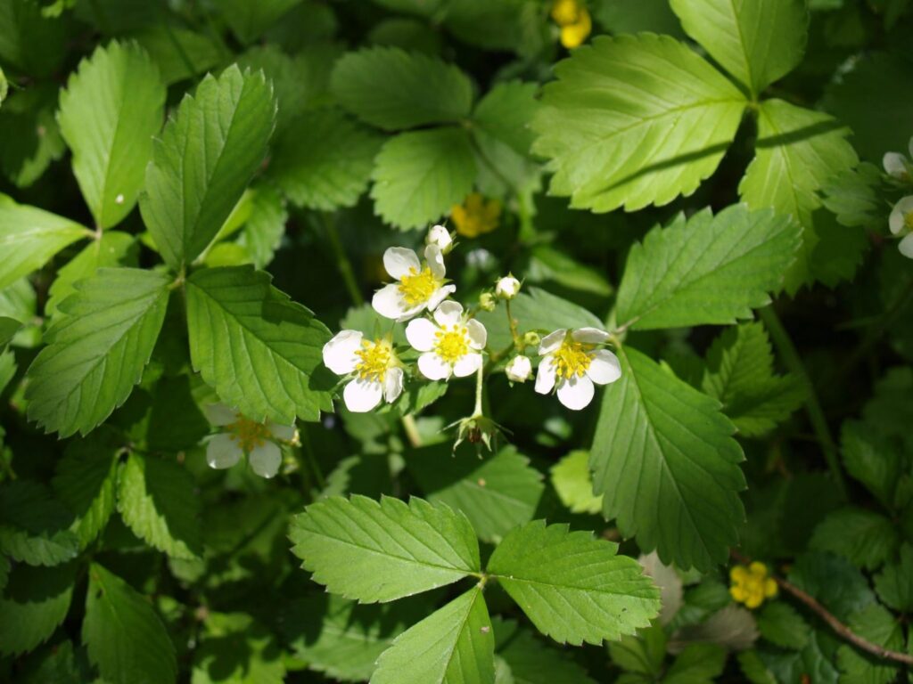 Picture of Wild Strawberry (Fragaria virginica)