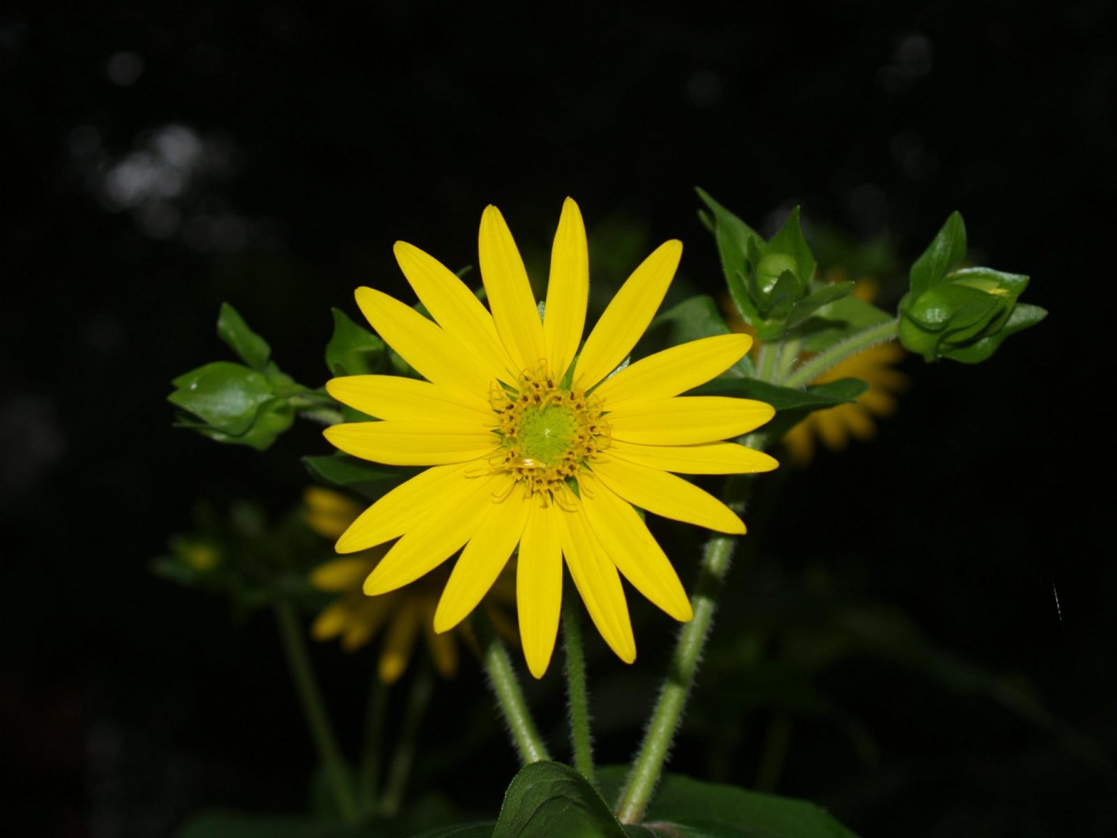 Picture of Yellow Cup (Silphium perfoliatum)