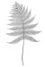 Fern Illustration for McMullen Gardens