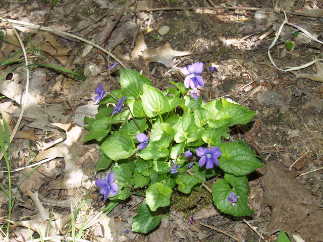 Southern Woodland Violet (Viola hirsutula) in wooded area.