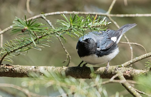 Black Throated Blue Warbler on hemlock branch, a bird in Important Bird Areas.